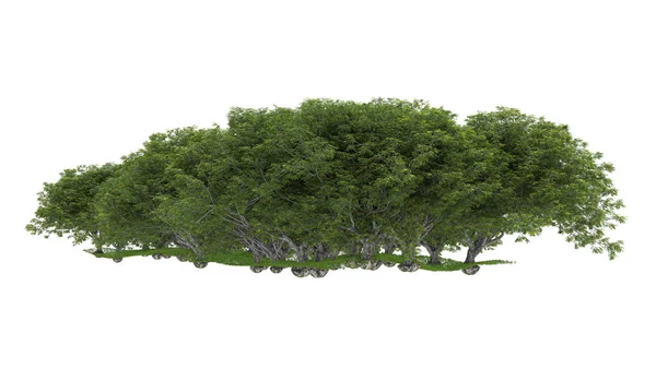 Beyaz Arkaplanda Izole Edilmiş Ağaçlar — Stok fotoğraf