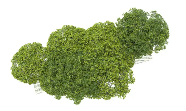 beyaz zemin üzerine yeşil ağaçlar