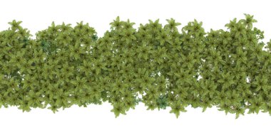 Beyaz arkaplanda izole edilmiş palmiye ağaçları