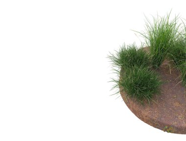 Çimenler beyaz arka planda izole edilmiş. 3d görüntüleme - illüstrasyon