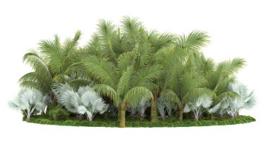 Beyaz arkaplanda izole edilmiş palmiye ağaçları