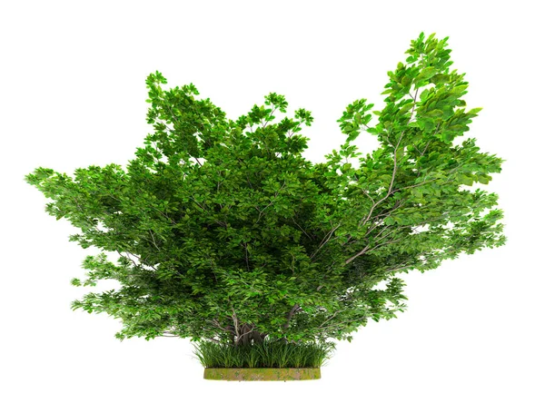 Gröna Träd Vit Bakgrund — Stockfoto