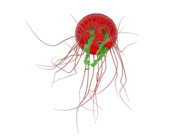 Medúza Izolálva Háttérben Renderelés Illusztráció — Stock Fotó
