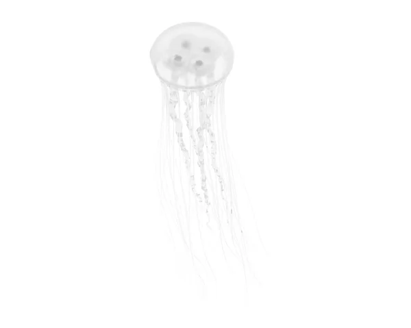 Medúza Izolálva Háttérben Renderelés Illusztráció — Stock Fotó
