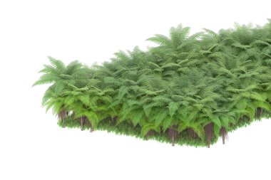 Arka planda izole tropikal orman. 3d görüntüleme - illüstrasyon