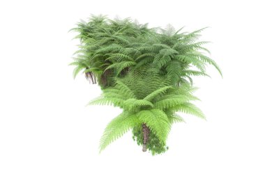 Arka planda izole tropikal orman. 3d görüntüleme - illüstrasyon