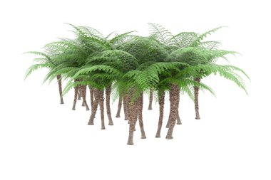 Arka planda izole tropikal orman. 3d görüntüleme - illüstrasyon