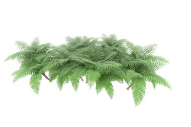 Arka planda izole tropikal orman. 3d görüntüleme - illüstrasyon