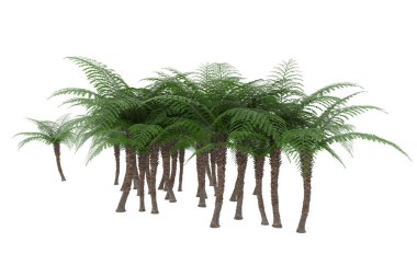 Arka planda izole tropikal orman. 3d görüntüleme - illüstrasyon