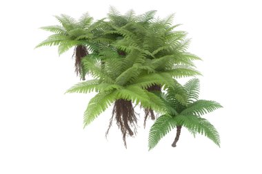 Arka planda izole tropikal orman. 3d görüntüleme - illüstrasyon