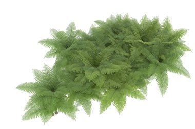 Arka planda izole tropikal orman. 3d görüntüleme - illüstrasyon