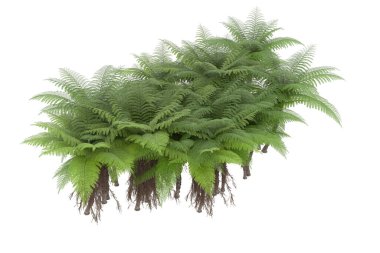 Arka planda izole tropikal orman. 3d görüntüleme - illüstrasyon