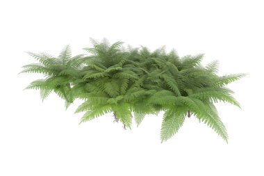 Arka planda izole tropikal orman. 3d görüntüleme - illüstrasyon