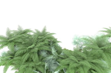 Arka planda izole tropikal orman. 3d görüntüleme - illüstrasyon