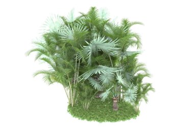 Doğal bitki örtüsü kavramı, gerçekçi palmiye ağaçları kopya alanı için beyaz arkaplanda izole edilmiş