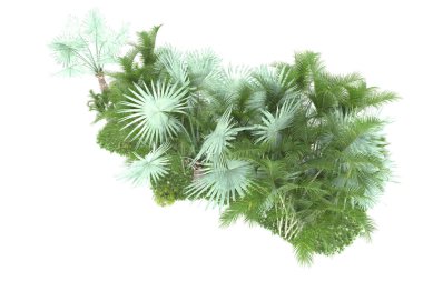 Doğal bitki örtüsü kavramı, gerçekçi palmiye ağaçları kopya alanı için beyaz arkaplanda izole edilmiş