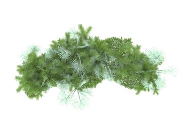 Doğal bitki örtüsü kavramı, gerçekçi palmiye ağaçları kopya alanı için beyaz arkaplanda izole edilmiş