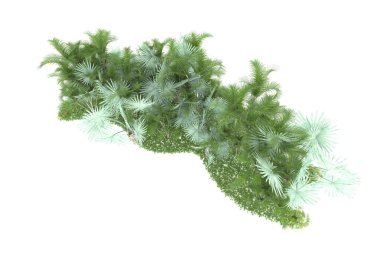 Doğal bitki örtüsü kavramı, gerçekçi palmiye ağaçları kopya alanı için beyaz arkaplanda izole edilmiş