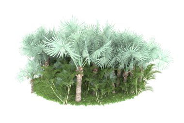 Doğal bitki örtüsü kavramı, gerçekçi palmiye ağaçları kopya alanı için beyaz arkaplanda izole edilmiş