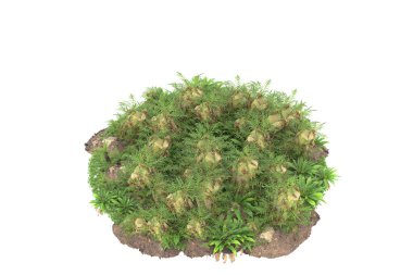 Arka planda izole tropikal orman. 3d görüntüleme - illüstrasyon