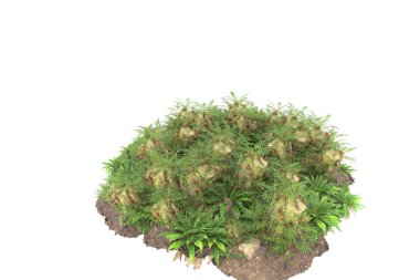 Arka planda izole tropikal orman. 3d görüntüleme - illüstrasyon