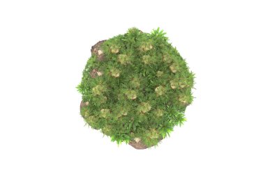 Arka planda izole tropikal orman. 3d görüntüleme - illüstrasyon