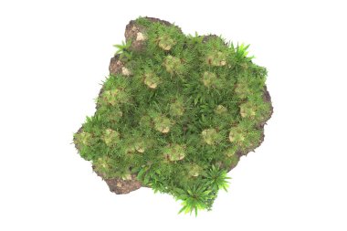 Arka planda izole tropikal orman. 3d görüntüleme - illüstrasyon