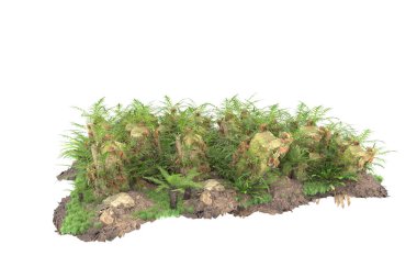 Arka planda izole tropikal orman. 3d görüntüleme - illüstrasyon