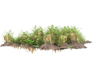 Arka planda izole tropikal orman. 3d görüntüleme - illüstrasyon