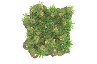 Arka planda izole tropikal orman. 3d görüntüleme - illüstrasyon