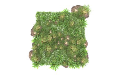 Arka planda izole tropikal orman. 3d görüntüleme - illüstrasyon