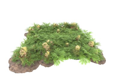 Arka planda izole tropikal orman. 3d görüntüleme - illüstrasyon