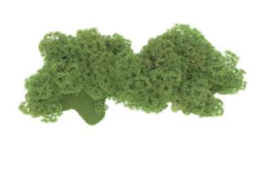 Doğal bitki örtüsü kavramı, gerçekçi palmiye ağaçları kopya alanı için beyaz arkaplanda izole edilmiş