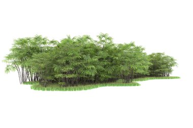 Doğal bitki örtüsü kavramı, gerçekçi palmiye ağaçları kopya alanı için beyaz arkaplanda izole edilmiş