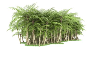 Doğal bitki örtüsü kavramı, gerçekçi palmiye ağaçları kopya alanı için beyaz arkaplanda izole edilmiş