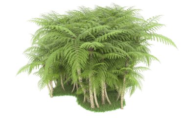 Doğal bitki örtüsü kavramı, gerçekçi palmiye ağaçları kopya alanı için beyaz arkaplanda izole edilmiş