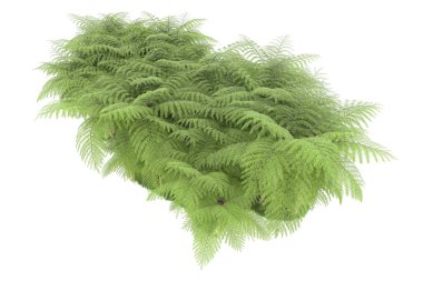 Doğal bitki örtüsü kavramı, gerçekçi palmiye ağaçları kopya alanı için beyaz arkaplanda izole edilmiş