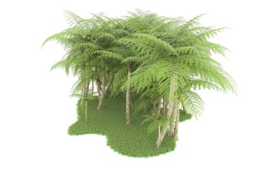 Doğal bitki örtüsü kavramı, gerçekçi palmiye ağaçları kopya alanı için beyaz arkaplanda izole edilmiş
