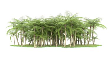 Doğal bitki örtüsü kavramı, gerçekçi palmiye ağaçları kopya alanı için beyaz arkaplanda izole edilmiş