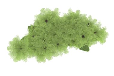 Doğal bitki örtüsü kavramı, gerçekçi palmiye ağaçları kopya alanı için beyaz arkaplanda izole edilmiş