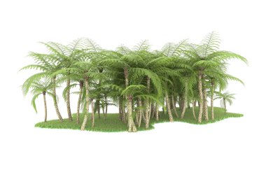 Doğal bitki örtüsü kavramı, gerçekçi palmiye ağaçları kopya alanı için beyaz arkaplanda izole edilmiş