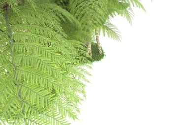 Doğal bitki örtüsü kavramı, gerçekçi palmiye ağaçları kopya alanı için beyaz arkaplanda izole edilmiş