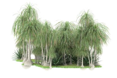 Doğal bitki örtüsü kavramı, gerçekçi palmiye ağaçları kopya alanı için beyaz arkaplanda izole edilmiş