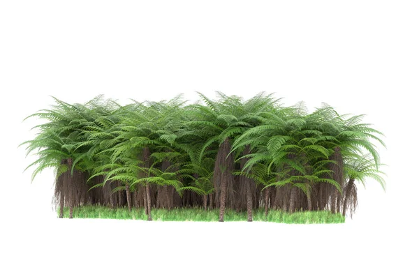 Тропічний Ліс Ізольований Фоні Візуалізація Ілюстрація — стокове фото