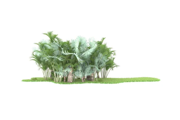 Concept Flore Naturelle Palmiers Réalistes Isolés Sur Fond Blanc Pour — Photo