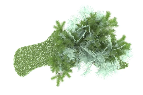 Natuur Flora Concept Realistische Palmbomen Geïsoleerd Witte Achtergrond Voor Kopieerruimte — Stockfoto