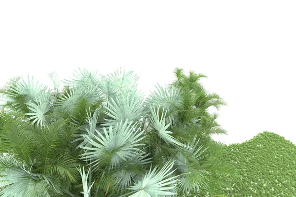 Concept Flore Naturelle Palmiers Réalistes Isolés Sur Fond Blanc Pour — Photo