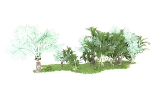 自然植物区系的概念 现实的棕榈树隔离在白色背景下复制空间 — 图库照片