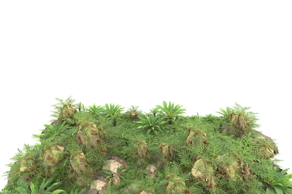 Foresta Tropicale Isolata Sullo Sfondo Rendering Illustrazione — Foto Stock