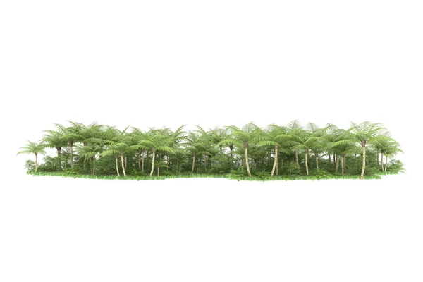 Bosque Tropical Aislado Sobre Fondo Representación Ilustración —  Fotos de Stock